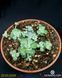 Sedum Cape Blanco SU40 фото 11