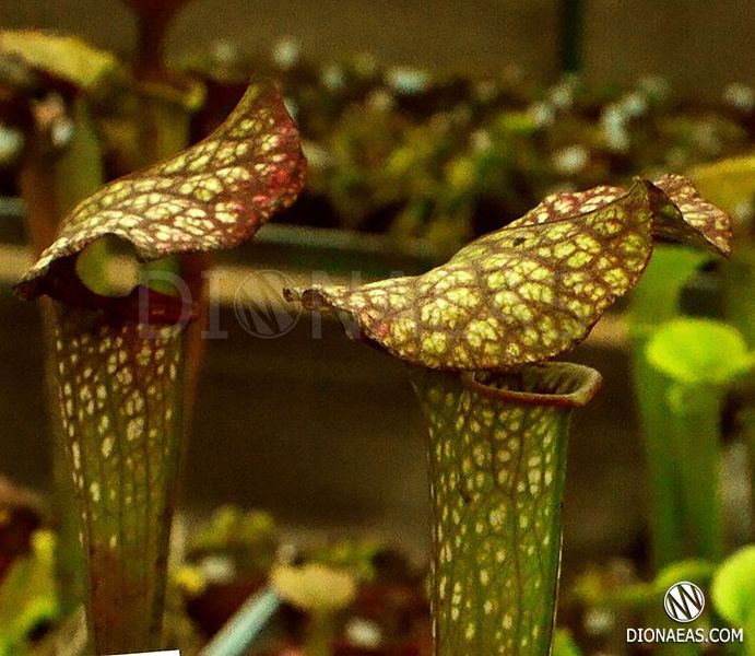 Sarracenia hybrid 17 - S S51 фото