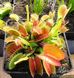 Dionaea muscipula Giant rosetted - L DM15 фото 10