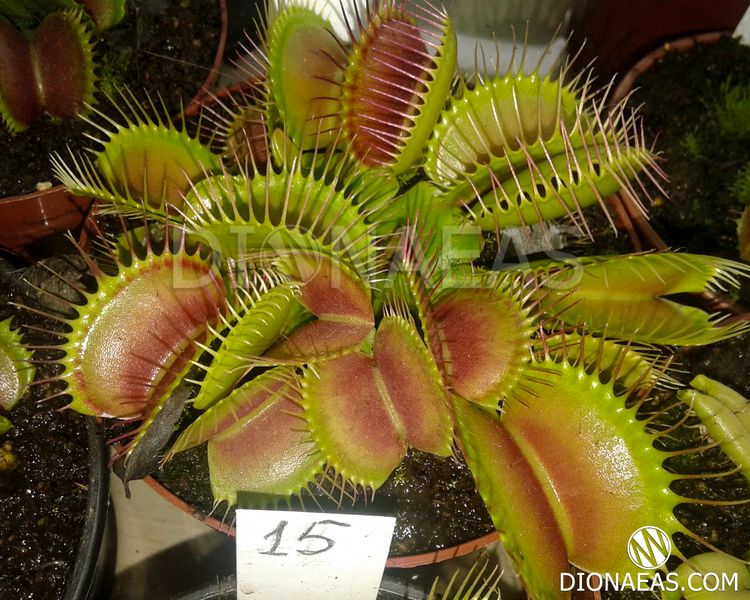 Dionaea muscipula Giant rosetted - L DM15 фото