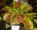 Dionaea muscipula Giant rosetted - L DM15 фото 9