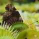 Dionaea muscipula Giant rosetted - L DM15 фото 4