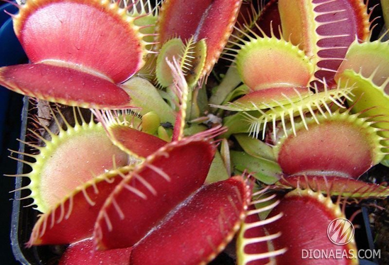 Dionaea muscipula Giant rosetted - L DM15 фото