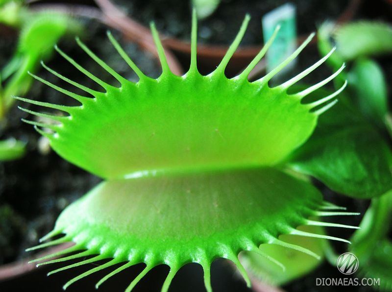 Dionaea muscipula Giant rosetted - L DM15 фото