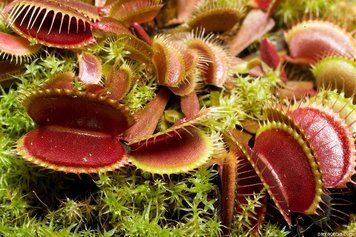 Dionaea muscipula Petite Dragon - S DM67 фото