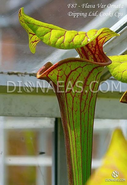 Sarracenia flava var. ornata dipping lid - S S16 фото