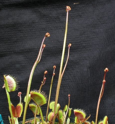 Dionaea muscipula Petite Dragon - S DM67 фото