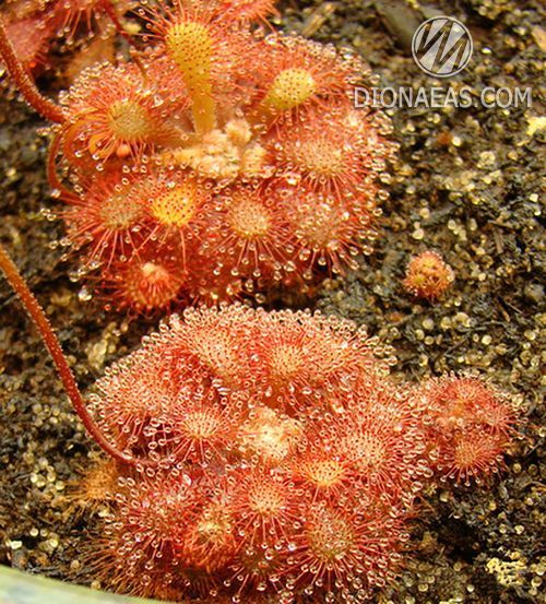 Drosera sp. South Africa DR18 фото