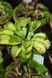 Dionaea muscipula Triton - S DM16 фото 2