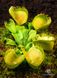 Dionaea muscipula Triton - S DM16 фото 7