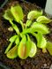 Dionaea muscipula Triton - S DM16 фото 6