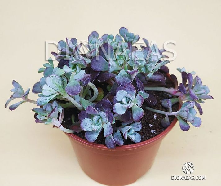 Седум Пурпуреум - Sedum Purpureum, Sedum spathulifolium Purpureum, Седум лопатчатолистный пурпурный SU54 фото