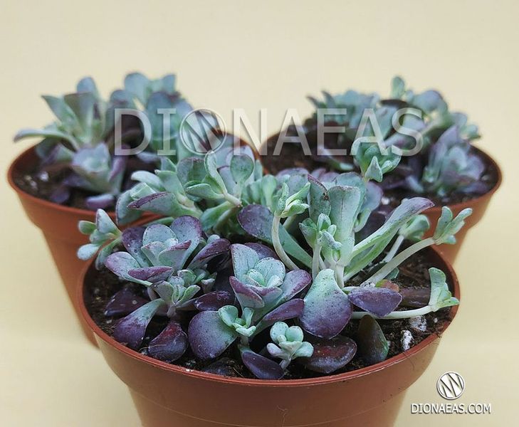 Седум Пурпуреум - Sedum Purpureum, Sedum spathulifolium Purpureum, Седум лопатчатолистный пурпурный SU54 фото