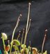 Dionaea muscipula Petite Dragon - S DM67 фото 7