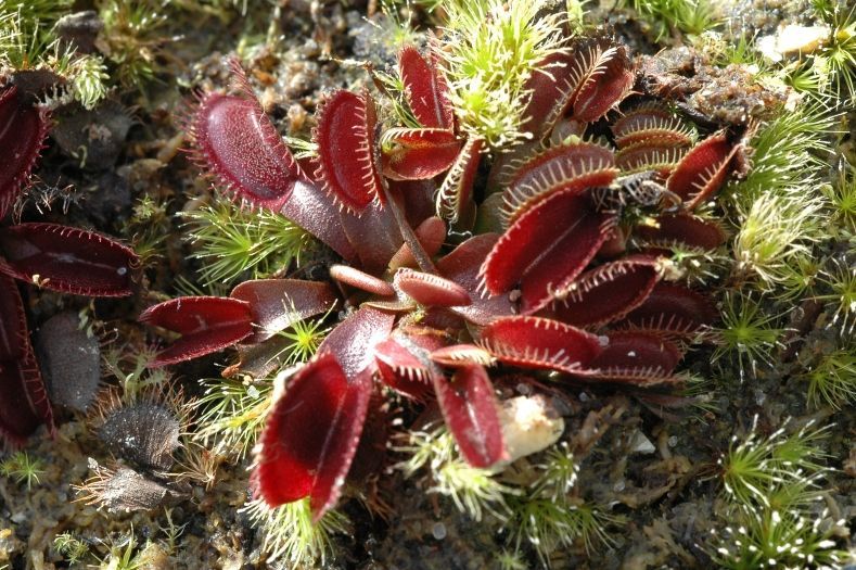 Dionaea muscipula Petite Dragon - S DM67 фото