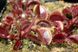 Dionaea muscipula Petite Dragon - S DM67 фото 4