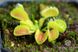 Dionaea muscipula Triton - S DM16 фото 8