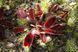 Dionaea muscipula Petite Dragon - S DM67 фото 5