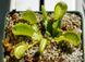 Dionaea muscipula Triton - S DM16 фото 3