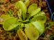 Dionaea muscipula Triton - S DM16 фото 4