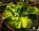 Dionaea muscipula Triton - S DM16 фото 1