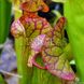Sarracenia flava var. ornata dipping lid - S S16 фото 4