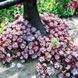 Седум Пурпуреум - Sedum Purpureum, Sedum spathulifolium Purpureum, Седум лопатчастолистний пурпурний SU54 фото 6