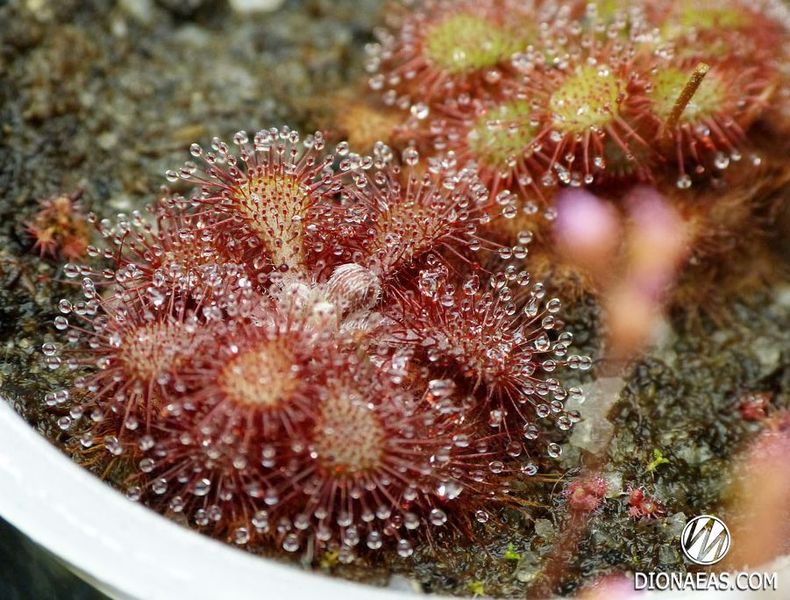 Drosera sp. South Africa DR18 фото