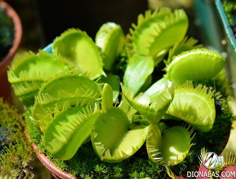 Dionaea muscipula Triton - S DM16 фото