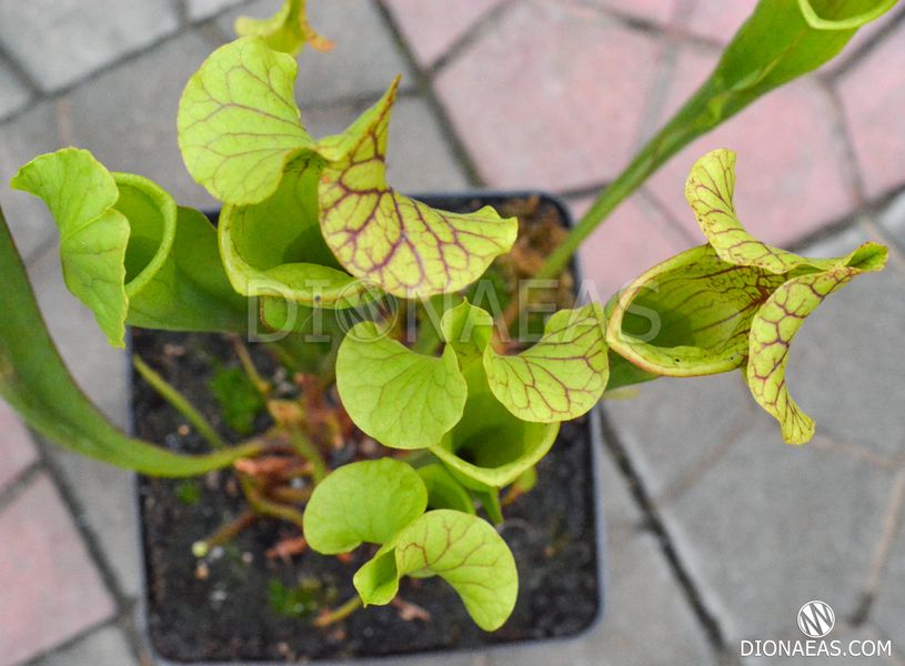 Sarracenia flava var. ornata dipping lid - S S16 фото