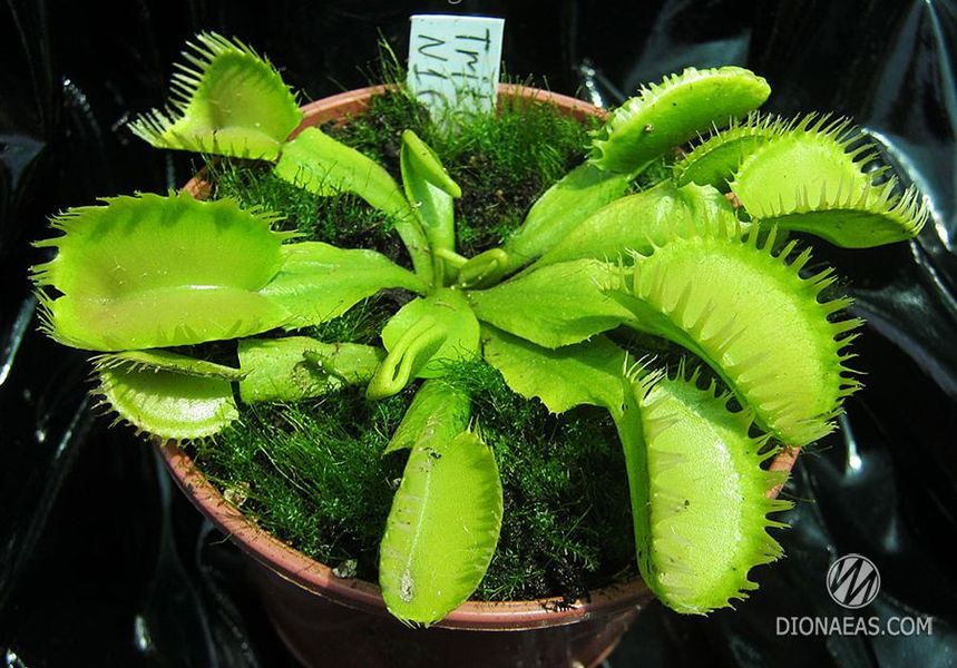 Dionaea muscipula Triton - S DM16 фото