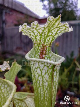 Sarracenia Leucophylla Red Tie S65 фото