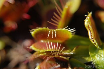 Dionaea muscipula Fondue - S DM27 фото