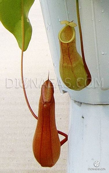 Непентес Алата Nepenthes Alata - M NEP09 фото