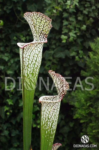 Sarracenia leucophylla clone 1 - S S27 фото