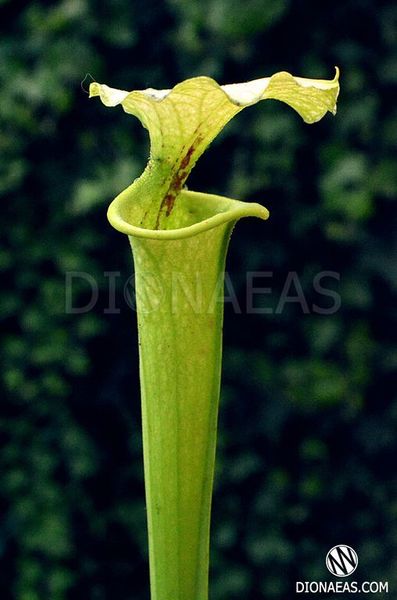 Насіння Sarracenia hybrid 5 SD-SR35 фото