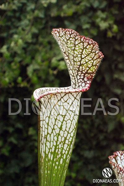 Sarracenia leucophylla clone 1 - S S27 фото