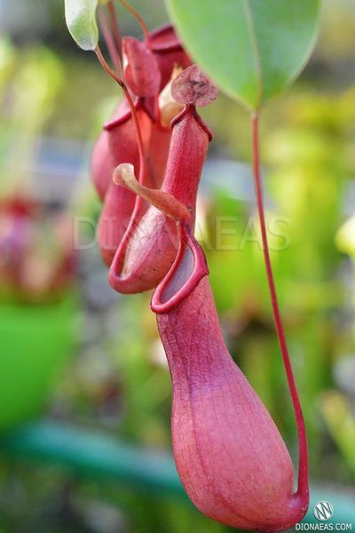 Непентес Алата Nepenthes Alata - M NEP09 фото