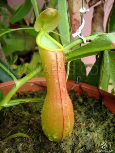 Непентес Алата Nepenthes Alata - M NEP09 фото