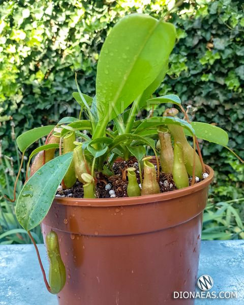 Непентес Алата | Nepenthes Alata - M NEP09 фото