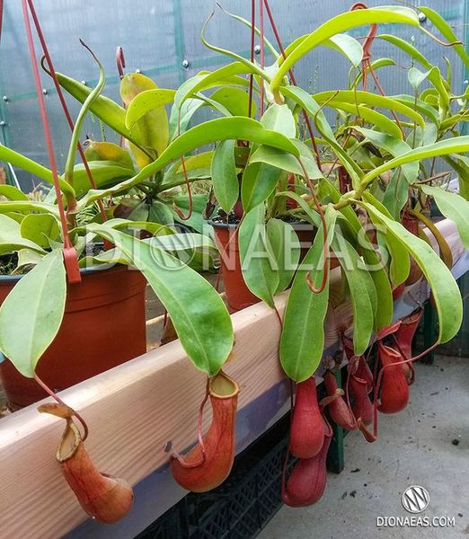 Непентес Алата | Nepenthes Alata - M NEP09 фото