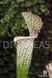 Sarracenia leucophylla clone 1 - S S27 фото 3