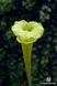 Насіння Sarracenia hybrid 5 SD-SR35 фото 10