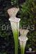 Sarracenia leucophylla clone 1 - S S27 фото 1