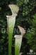 Sarracenia leucophylla clone 1 - S S27 фото 2