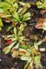 Dionaea muscipula Fondue - S DM27 фото 3