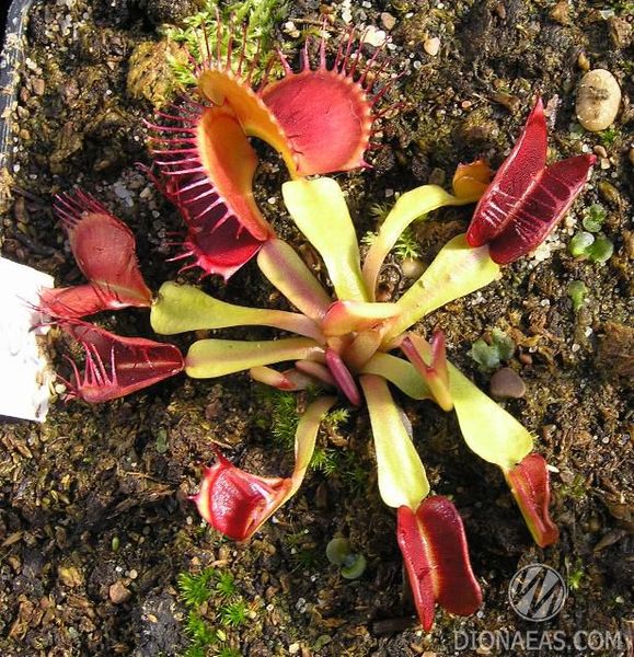 Dionaea muscipula Fondue - S DM27 фото