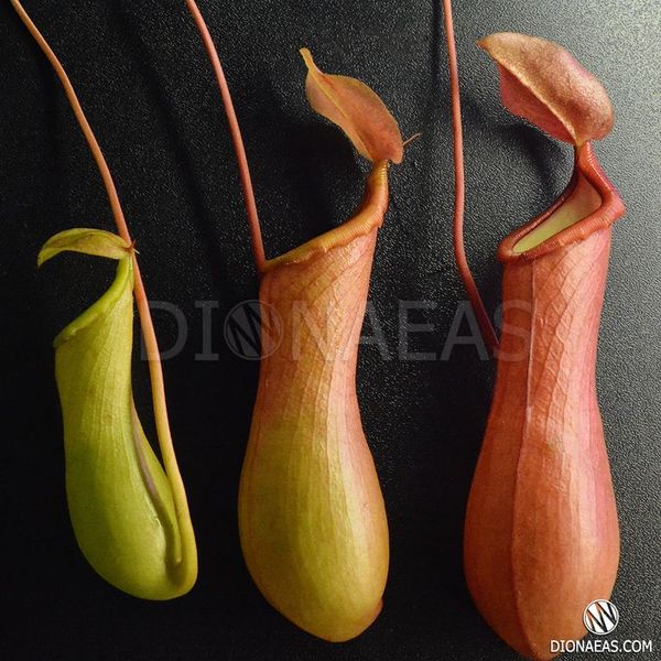 Непентес Алата | Nepenthes Alata - M NEP09 фото