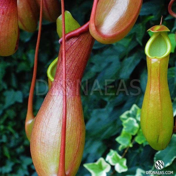 Непентес Алата Nepenthes Alata - M NEP09 фото