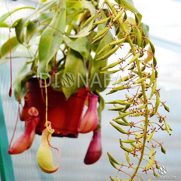 Непентес Алата Nepenthes Alata - M NEP09 фото